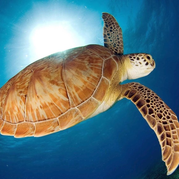 Meet your Posher, Leslie - Picture 1 of 1